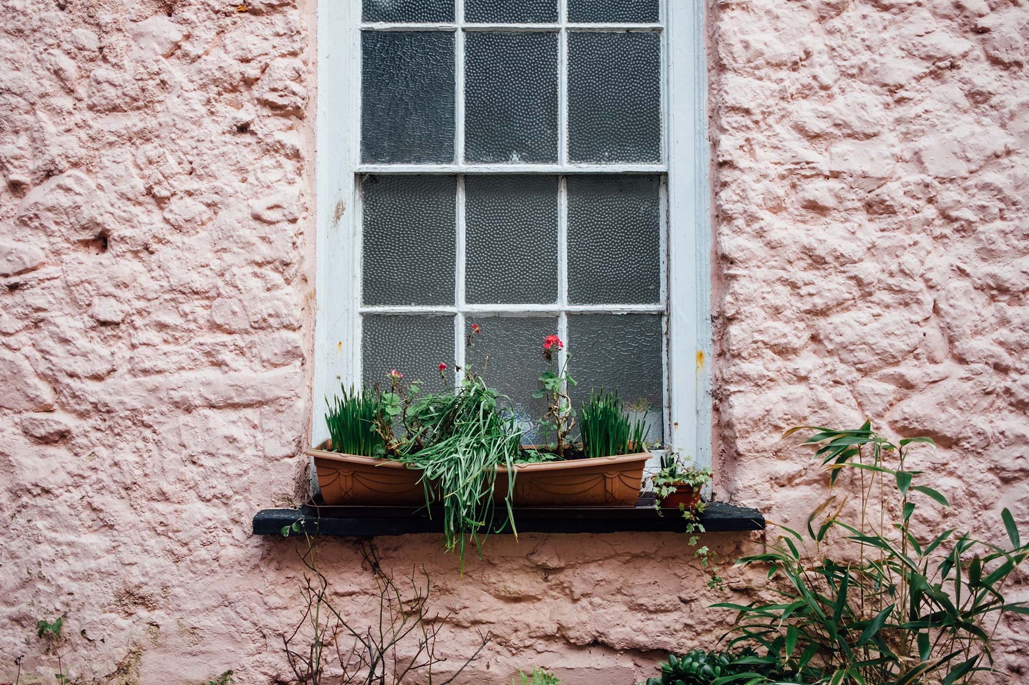 Tenby Window Flowers Photography